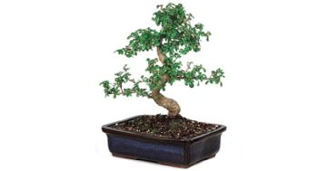 Bonsai Expò