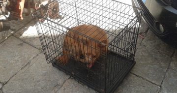 Via Diaz: cani segregati in casa tra feci e immondizia