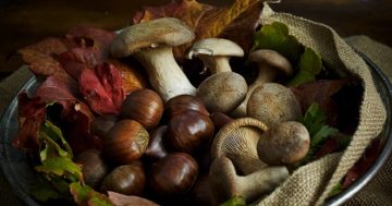 Autunno: tempo di funghi